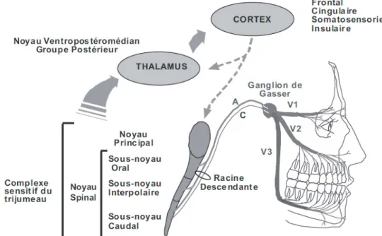 Figure 9: organisation du complexe sensitif du trijumeau et de ses connexions. (23)      Connexions ascendantes du complexe sensitif du trijumeau et du thalamus     Voies descendantes issues du cortex