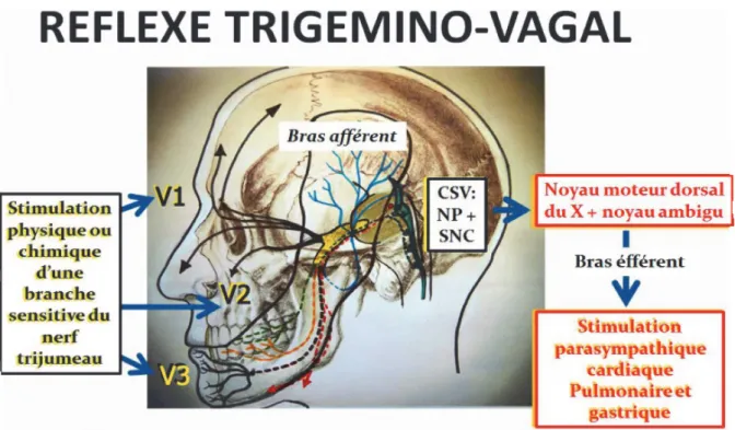 Figure 11: Réflexe trigémino-vagal et implication des stimuli nociceptifs   par le sous noyau caudal à effets bradycadisant (26)