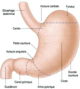 Figure 5: Anatomie de l'estomac 