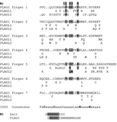 Fig. 7. Comparison of the zinc finger motifs in the three PLAG proteins. A, alignment of the seven zinc fingers  motifs in PLAG1, PLAGL1, and PLAGL2