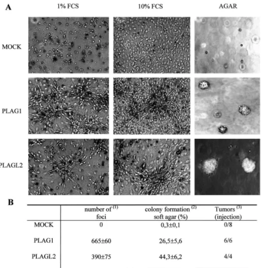Fig. 4. Overexpressed PLAG1 and PLAGL2 proteins are able to transform NIH3T3 cells. A, the mock-, PLAG1-,  and PLAGL2-expressing NIH3T3 cells were used for focus-forming assay in medium containing 1% FCS or 10% 