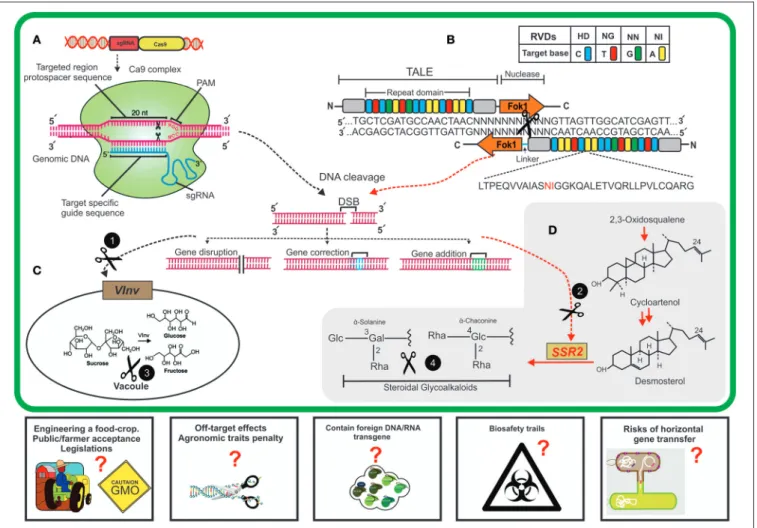 FIGURE 1 | A schematic diagram of new breeding technologies (NBTs) application for editing potato genome for nutritional improvement