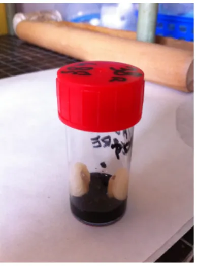 Figure 11 : Immersion des racines dentaires après isolation avec du vernis 