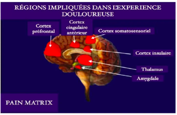 Figure  2 :  Régions  du  cerveau  impliquées  dans  l’expérience  douloureuse,  image  issue  du  site  www.bkneuroland.fr 