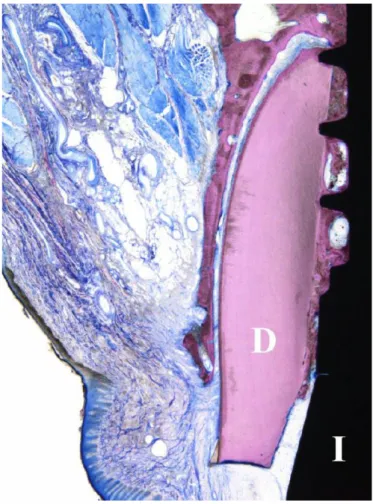 Figure 2 : Coupe réalisée à proximité de la fracture. On retrouve L’os et le ligament sains ainsi que  l’intégration de l’implant