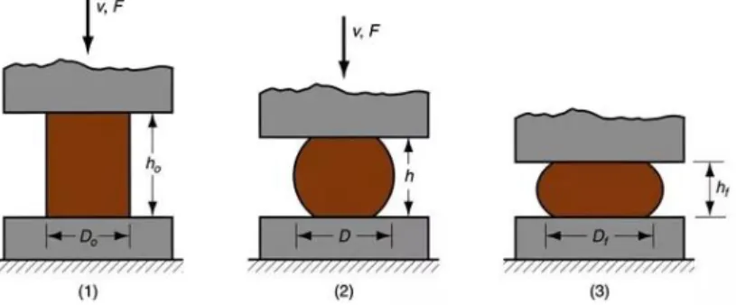 Figure 13: Représentation schématique du « barreling effect » se produisant lors de l’application de  forces occlusales axiales