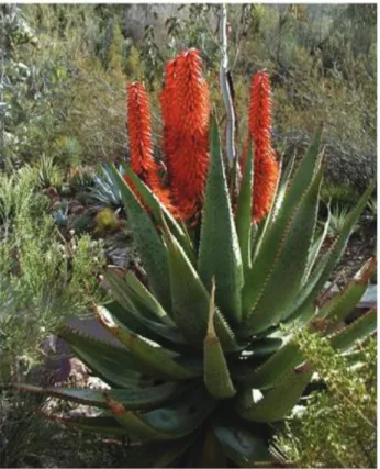 Figure 11 : L’Aloe Ferox Miller. 