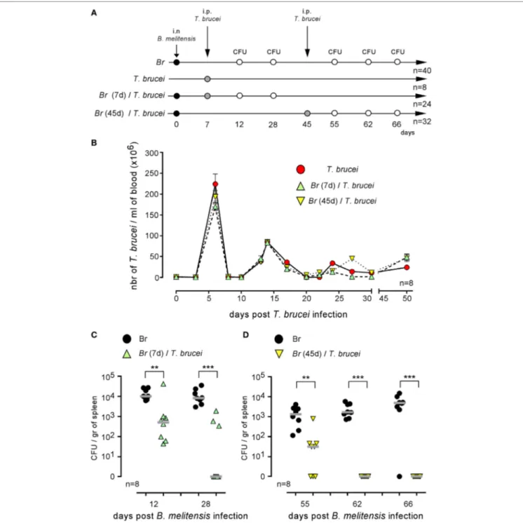 FigUre 3 | Trypanosoma brucei co-infection strongly reduced the CFU level of Brucella melitensis in the spleen