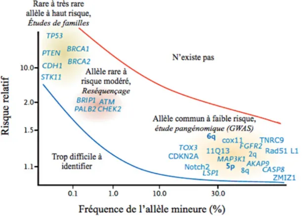 Figure 1 : Gènes et loci associés à la susceptibilité de développer le cancer  du sein 