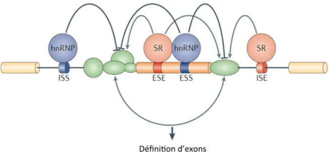 Figure 6 : Séquences et éléments régulateurs de l’épissage alternatif. 