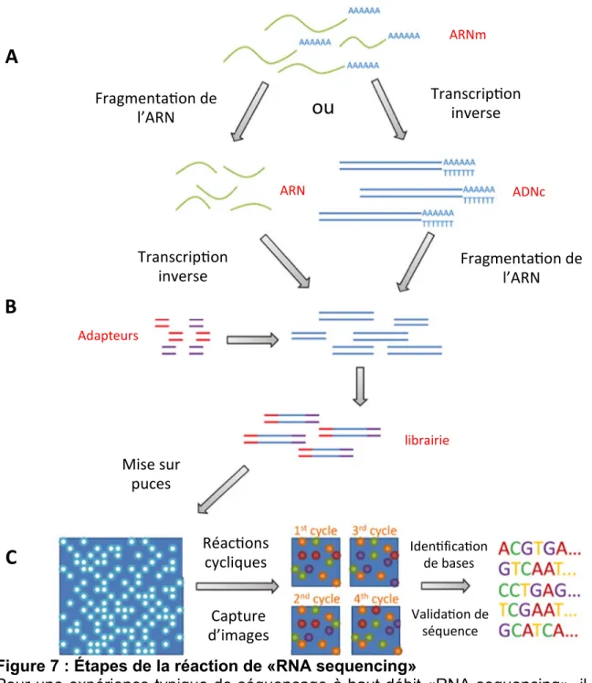 Figure 7 : Étapes de la réaction de «RNA sequencing» 