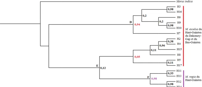 Figure 10. Consensus majoritaire des arbres échantillonnés par  porte sur les 17 haplotypes identifiés par 