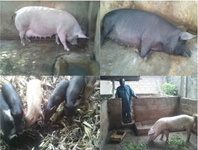 Figure 3 : Différentes races de porcs rencontrées dans les exploitations. 