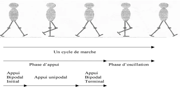 Figure 1. Paramètres de la marche (34).