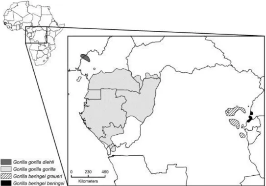 Figure 2 : Carte de distribution des différentes espèces et sous espèces de Gorilla d’après THALMANN et al