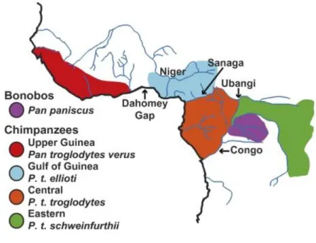 Figure 4 : Carte de distribution des différentes espèces et sous-espèces de Pan d’après GONDER et al.( 2011) (31) 