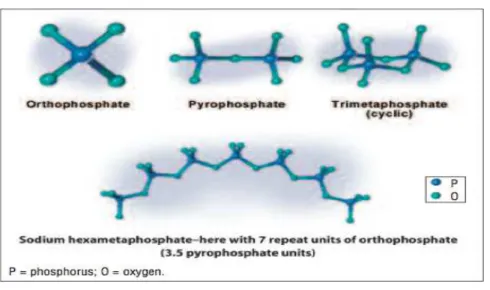 Figure n°1 : Structure moléculaire de l’orthophosphate, pyrophosphate, trimetaphosphate, et du  sodium hexamétaphosphate