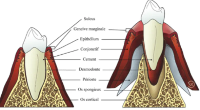 Figure 1 Le parodonte (6) 
