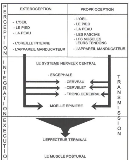 Figure 1 :  organisation du système postural  d’ap s  LECAROZ [4] 