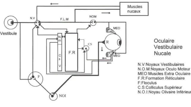 Figure 2 : Organisation des boucles reflexes selon Lecaroz [4] 