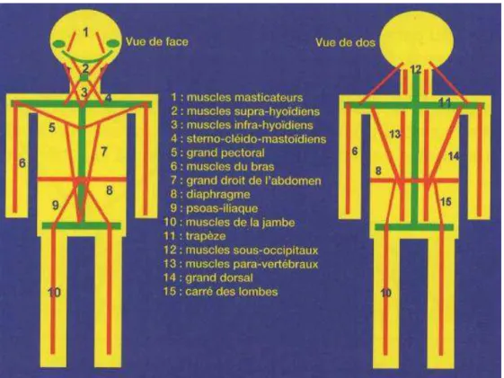 Figure 3 : les principaux muscles de la posture selon DUPAS [19]  