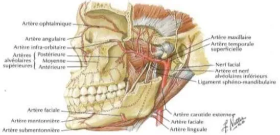 Figure 11 : Vascularisation du sinus maxillaire (7) 