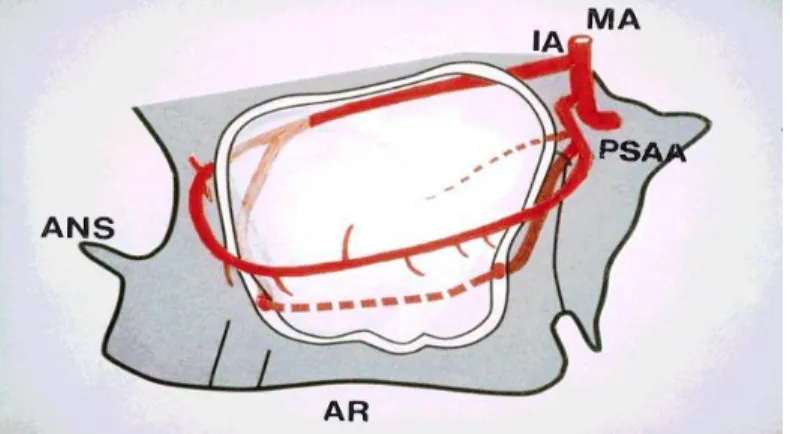 Figure 12  : Vascularisation du sinus maxillaire (19) 