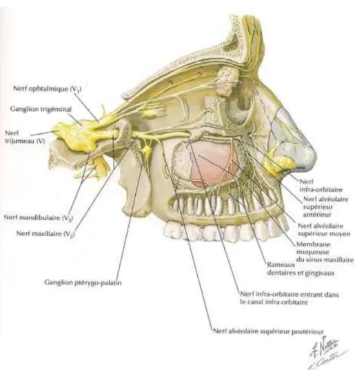Figure 16 : Innervation du sinus maxillaire – coupe latérale (7) 