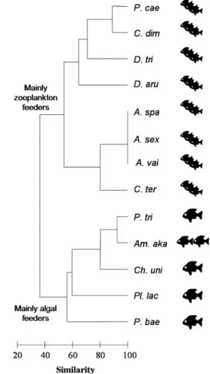 Fig. 4 Dendrogram of the 13 pomacentrid species, constructed based on the similarity matrix of trophic niches