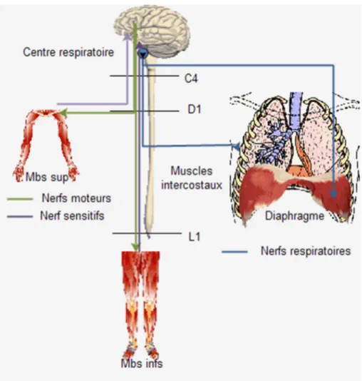 Figure 1. Physiologie de la ventilation (Schéma issu de formationambulancier.fr) 