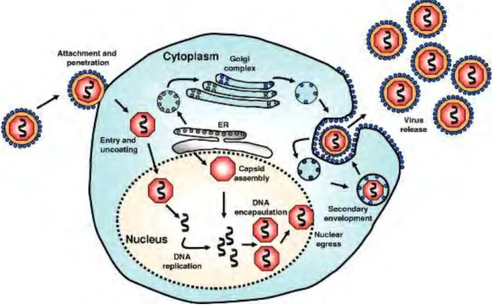 Figure 4. Cycle viral lytique du CMV (30).  
