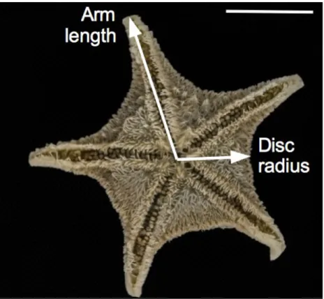 Fig. 2.2. Example  of arm length and  disc radius measurement in Odontaster validus. Bar = 1 cm (credit: Université libre de Bruxelles; picture by Pernet P).