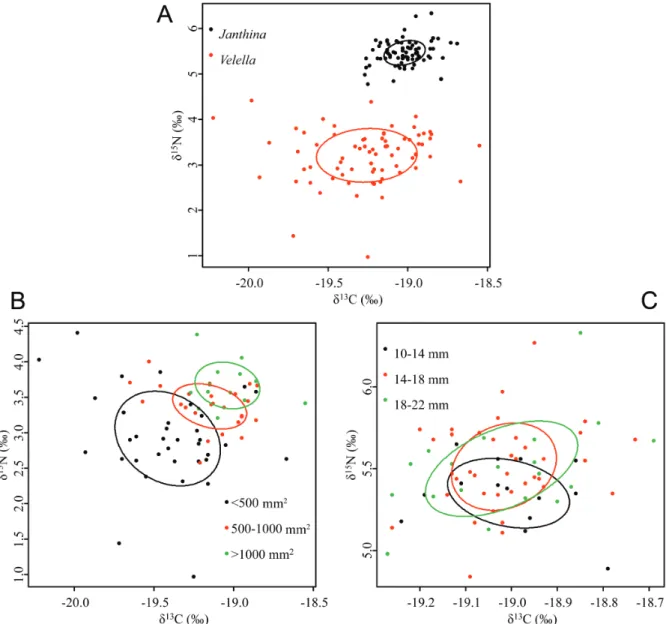 Fig. 1. – Stable isotope compositions of V. velella and J. globosa. Symbols are individual measurements, and  lines are are bivariate standard ellipses that represent the core isotopic niches of consumers