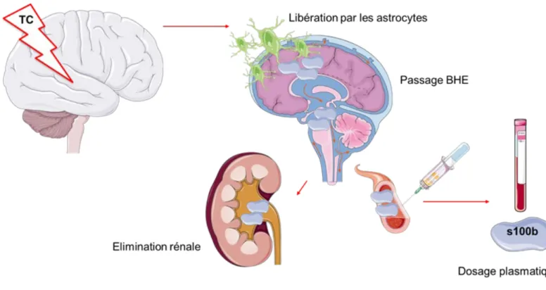 Illustration biomarqueur  1 