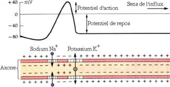 Figure 6: Schéma de la dépolarisation axonale physiologique. 