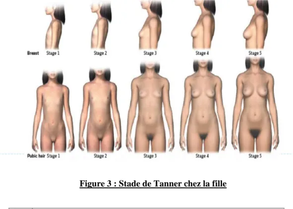 Tableau 1 : Developpement mammaire selon Tanner 