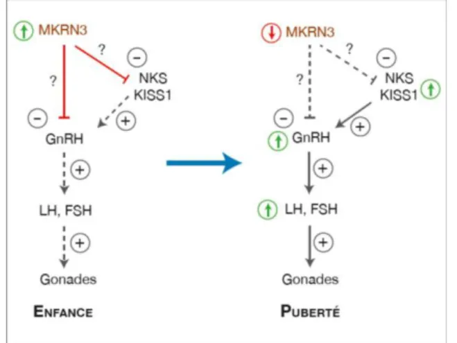 Figure 8 : Exemple d’arbres généalogiques dans une famille ayant une mutation du  gène MKRN3 (20) 