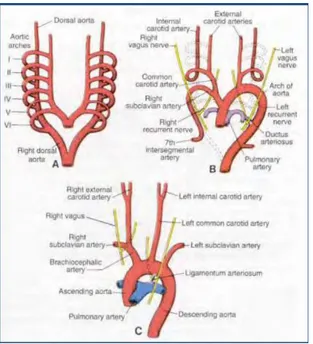 Figure 2.  Schéma du développement des arcs vasculaires,  L Houyel,  Embryologie vasculaire
