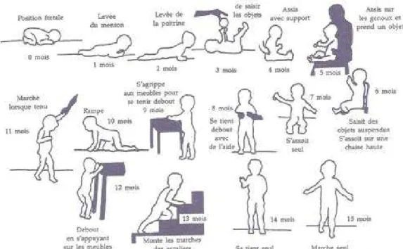 Figure 5 : Evolution de la posture au cours des 15 premiers mois de la vie   (Wauters-Krings, 2009) 