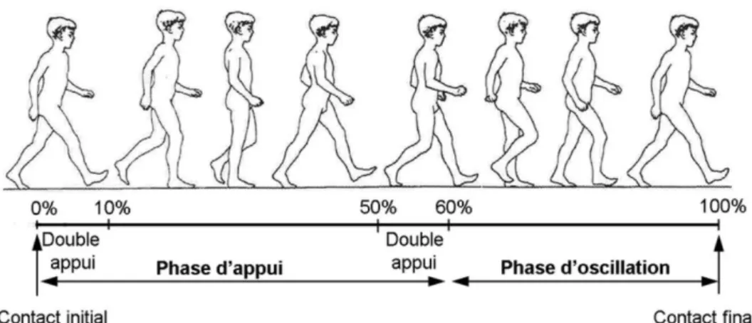 Figure  1 :  Description  d’un  cycle  de  marche  normale.  D’après  Olivier  A-H.  Analyse  dans  le  plan  courbure-vitesse d’un changement de direction lors de la marche [11]
