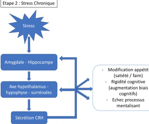 Figure 2-5 – Deuxième étape du modèle stress – récompense – mentalisation : effet du stress chronique 