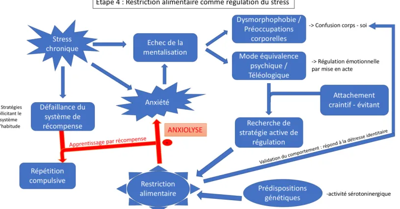 Figure  2-7  –  Dernière  étape  du modèle stress –  récompense  – mentalisation :  apparition  des symptômes  d’anorexie mentale  comme mécanismes régulateurs du stress