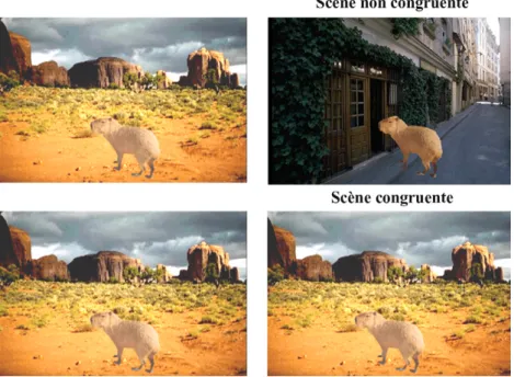 Fig. 1. Exemples de stimuli : pour les scènes congruentes, la scène est identique à l’apprentissage et au postest, alors qu’elle diffère pour les scènes non congruentes.