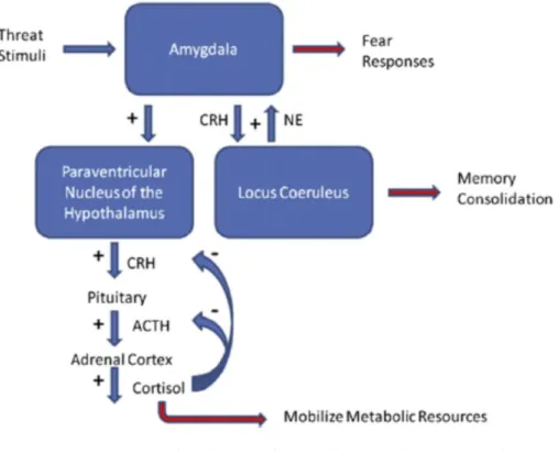 Figure 1. Modifications de l’axe corticotrope dans l’Etat de Stress Post Traumatique  (36) 