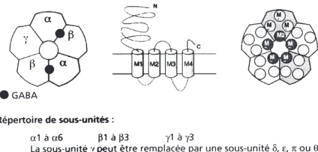 Figure 14 : Schéma du récepteur GABA et de ses sous-unités (d’après Hamon en  2008 [91]) 