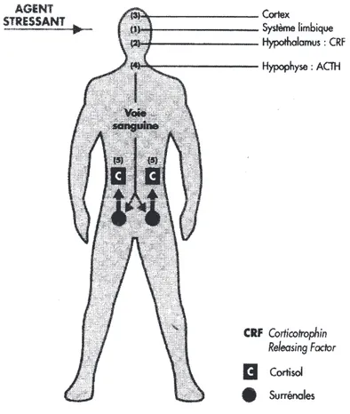 Figure 3 : Le système hypothalamo-hypophyso-cortico-surrénalien [201] 