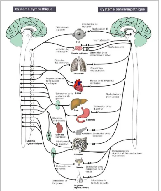 Figure 2 : Le système nerveux autonome 