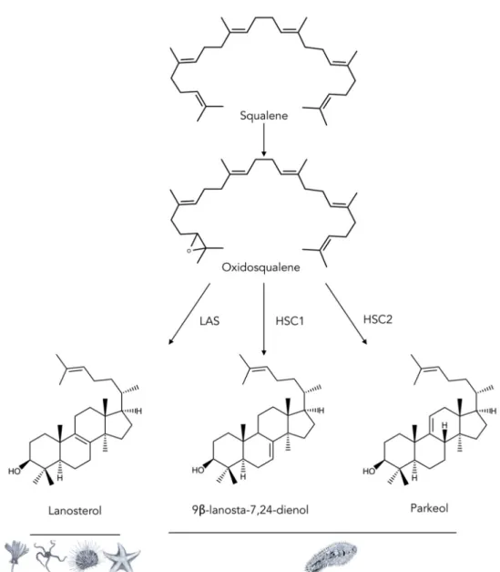 Figure 8. Summary of the diversity of oxido-squalene cyclases (OSCs) in echinoderms. LAS: 