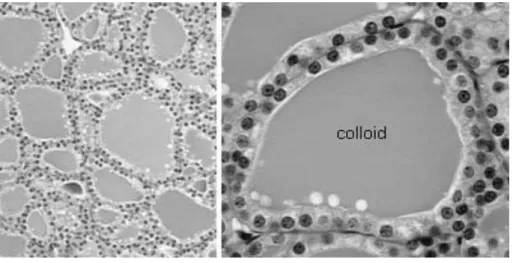 Figure 1 Histology of the thyroid gland  