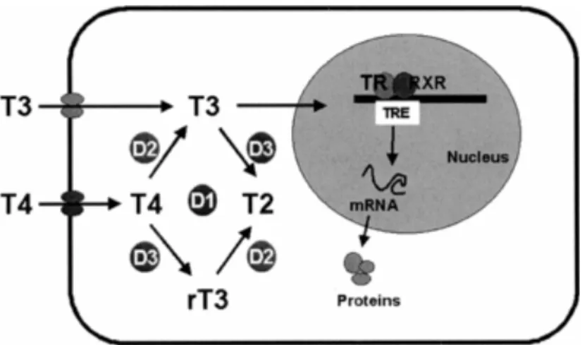 Figure 5: T3 bind to nuclear receptor and thyroid hormones response elements, acts as a  transcription factor to regulate RNA transcription 
